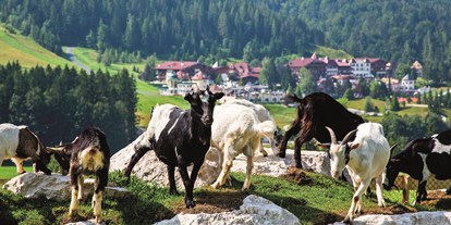 Hüttendorf - Vegan - Tirol - Tiere am Hundsbichl mit Blick auf das Hotel Der Lärchenhof - Chalets am Hotel Der Lärchenhof