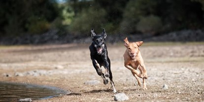Hüttendorf - Hunde: erlaubt - Gasthunde Jonny & Elli beim Flitzen an der Förmitztalsperre - Das MUSSEA Landhaus Chalet & Scheunenloft