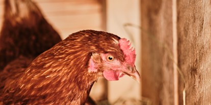 Hüttendorf - zustellbares Kinderbett - Irdning - Almdorf Hühner - den Sommer dürfen unsere Hühner auf der Alm verbringen. Die frischen Eier kann man sich beim Frühstück schmecken lassen. - Almdorf Omlach, Fanningberg