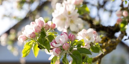Hüttendorf - Rauchen: nur im Freien erlaubt - Deutschland - Apfelblüte - Streuobst Chalets