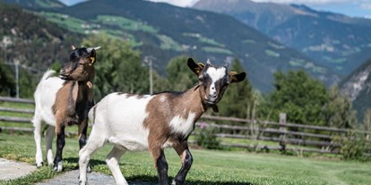 Hüttendorf - Tiere Streichelzoo - Dilia Dolomites