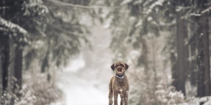 Hüttendorf - Schwerpunkt: Urlaub mit Hund - Mitterteich - Gasthund Alfredo im winterlichen Fichtelgebirge - Das MUSSEA Landhaus Chalet & Scheunenloft