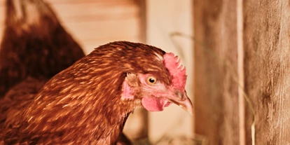 Hüttendorf - Sonnenterrasse - Innernöring - Almdorf Hühner - den Sommer dürfen unsere Hühner auf der Alm verbringen. Die frischen Eier kann man sich beim Frühstück schmecken lassen. - Almdorf Omlach, Fanningberg