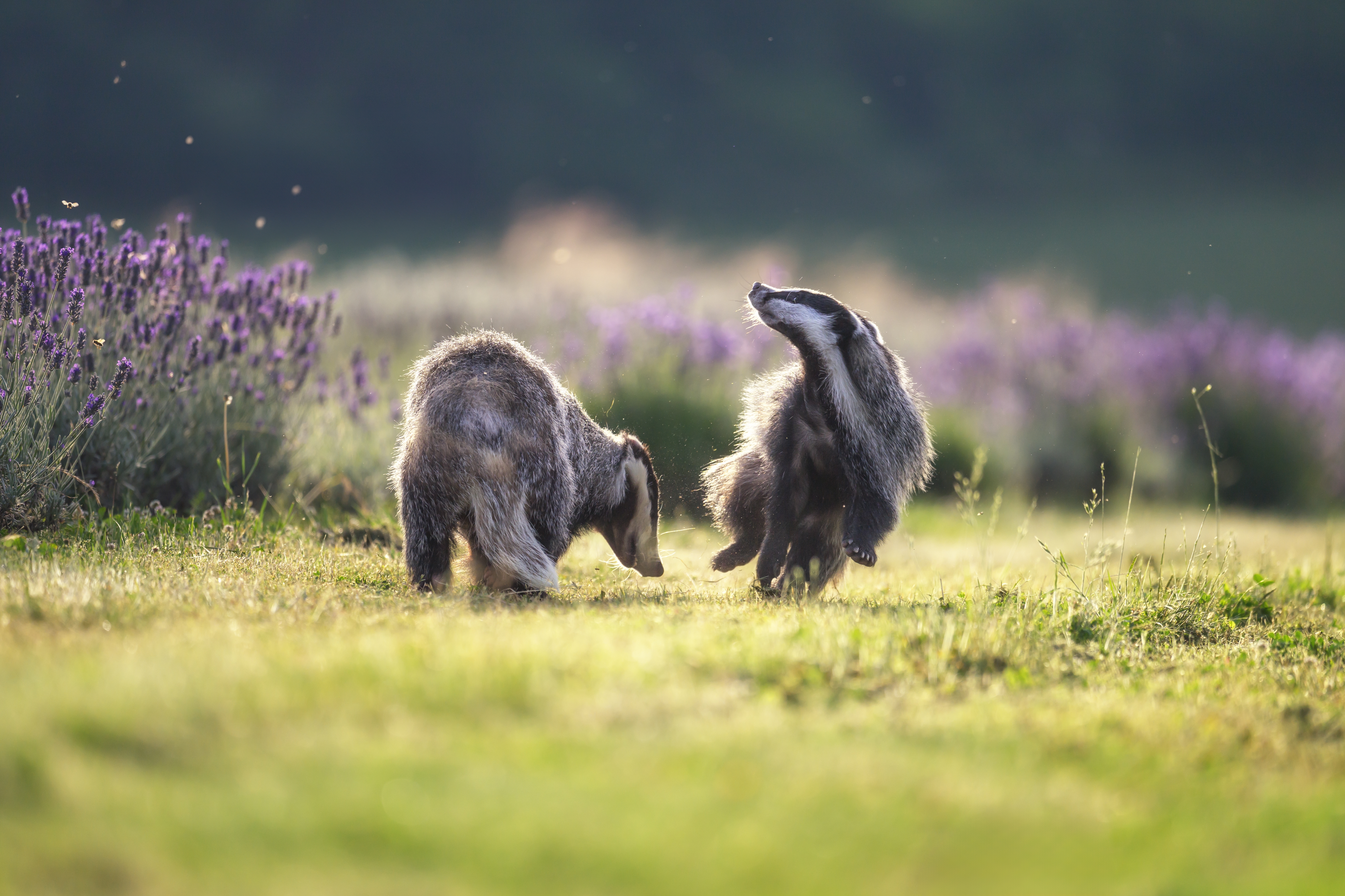 Chalet: Ostsee Baumhaushotel Schleswig-Holstein