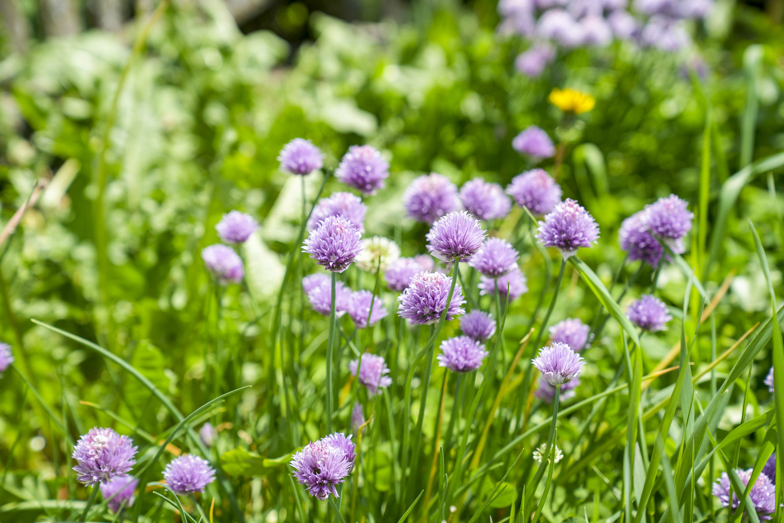 Chalet: Gemüsegarten mit Blumen - Beim Rauter – Emberger Alm - Außen