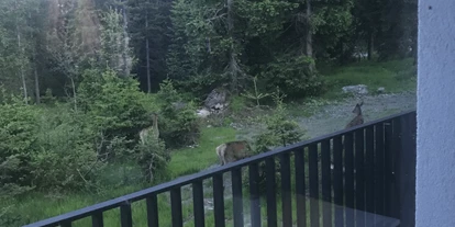 Hüttendorf - Chaletgröße: 4 - 6 Personen - Pinzgau - In der Dämmerung kann man auch des öffteren Wild Direkt vor Sam-Alm beobachten. Hier z.B. 2 Hirschkühe mit einem Hirschkalb. - Sam-Alm