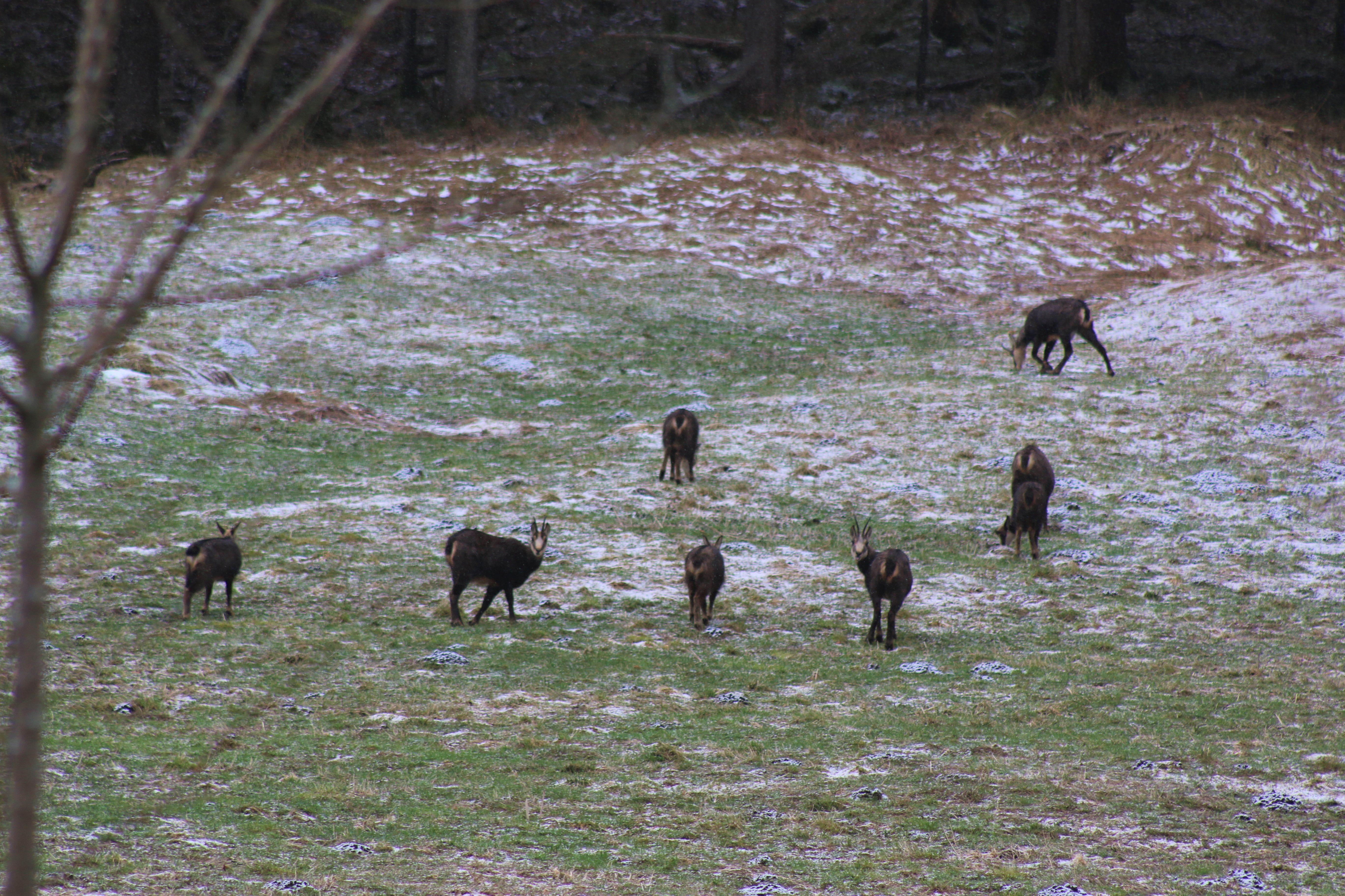 Chalet: Gams auf der Wiese vor unseren Chalets. - Chalets&Suiten Beim Waicher