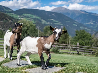Hüttendorf - Whirlpool: beim Chalet - Tiere Streichelzoo - Dilia Dolomites