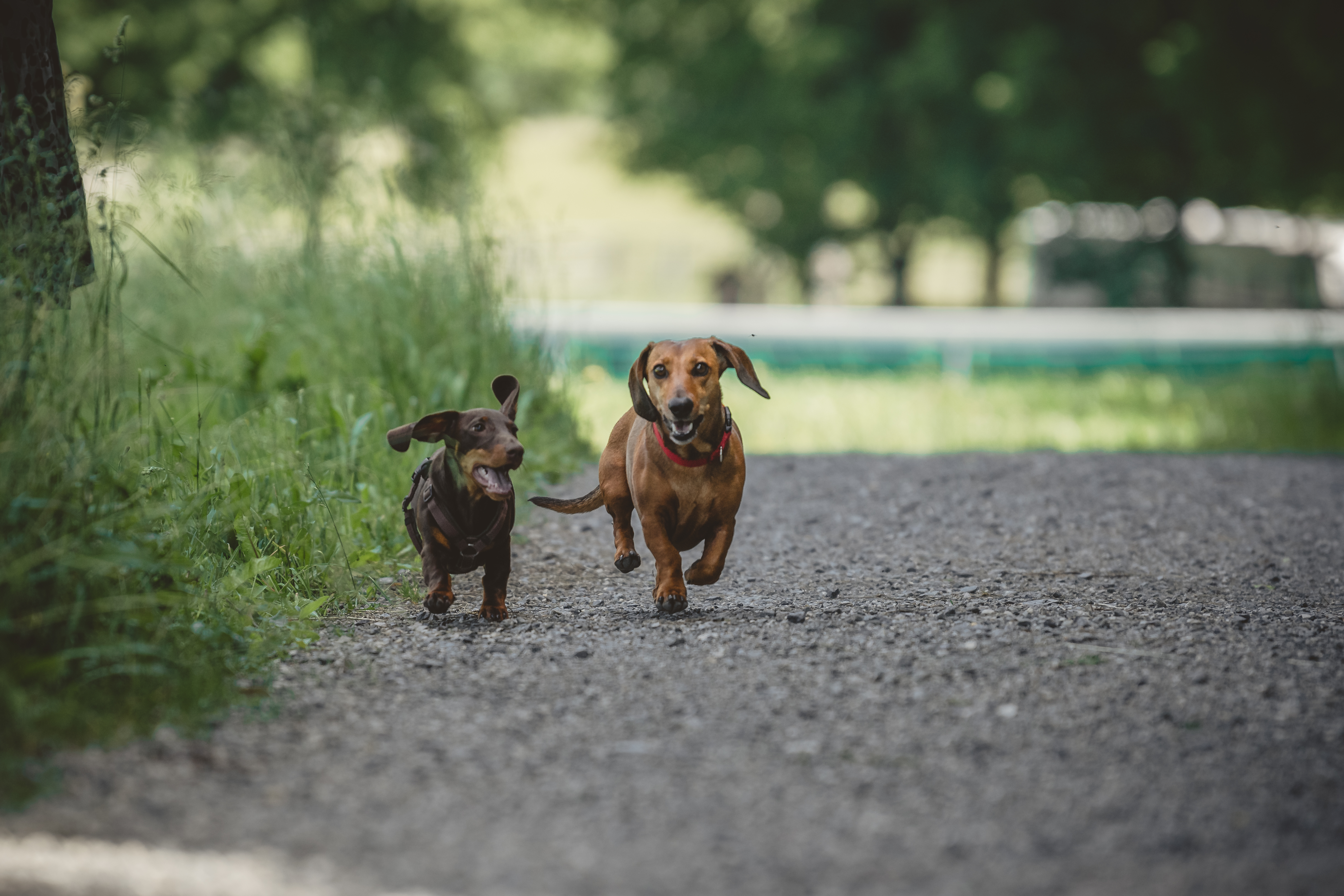 Chalet: Dackeldame Emma und Dackel Kurt - Gut Steinbach Hotel Chalets SPA