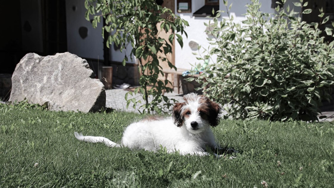 Chalet: INNs HOLZ hundefreundliches Chaletdorf Urlaub mit Hund im Sommer - INNs HOLZ Chaletdorf