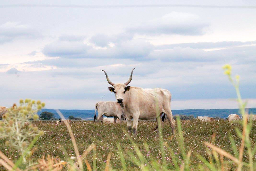 VILA VITA Pannonia Ausflugsziele Nationalpark Neusiedler See Seewinkel 