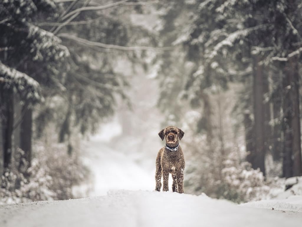 Chalet: Gasthund Alfredo im winterlichen Fichtelgebirge - Das MUSSEA