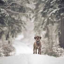 Chalet: Gasthund Alfredo im winterlichen Fichtelgebirge - Das MUSSEA