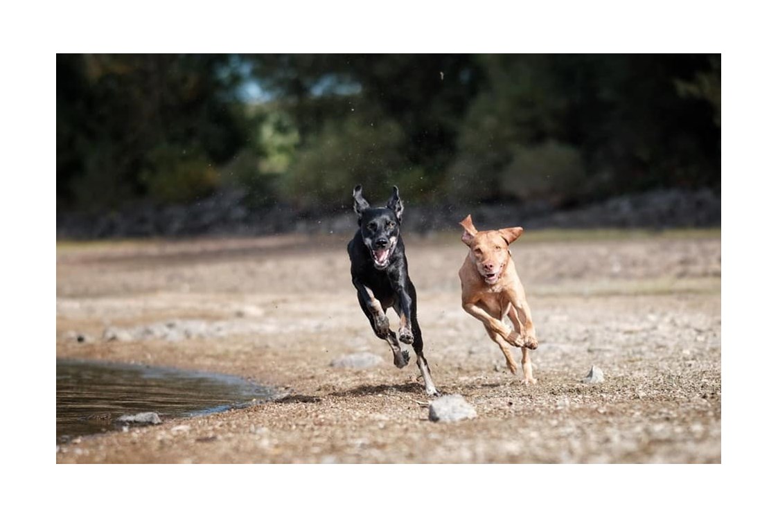 Chalet: Gasthunde Jonny & Elli beim Flitzen an der Förmitztalsperre - Das MUSSEA