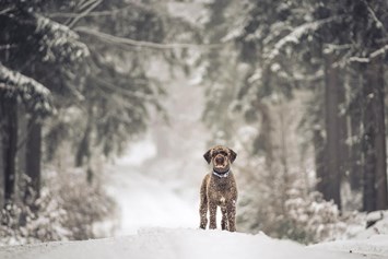 Chalet: Gasthund Alfredo im winterlichen Fichtelgebirge - Das MUSSEA Landhaus Chalet & Scheunenloft