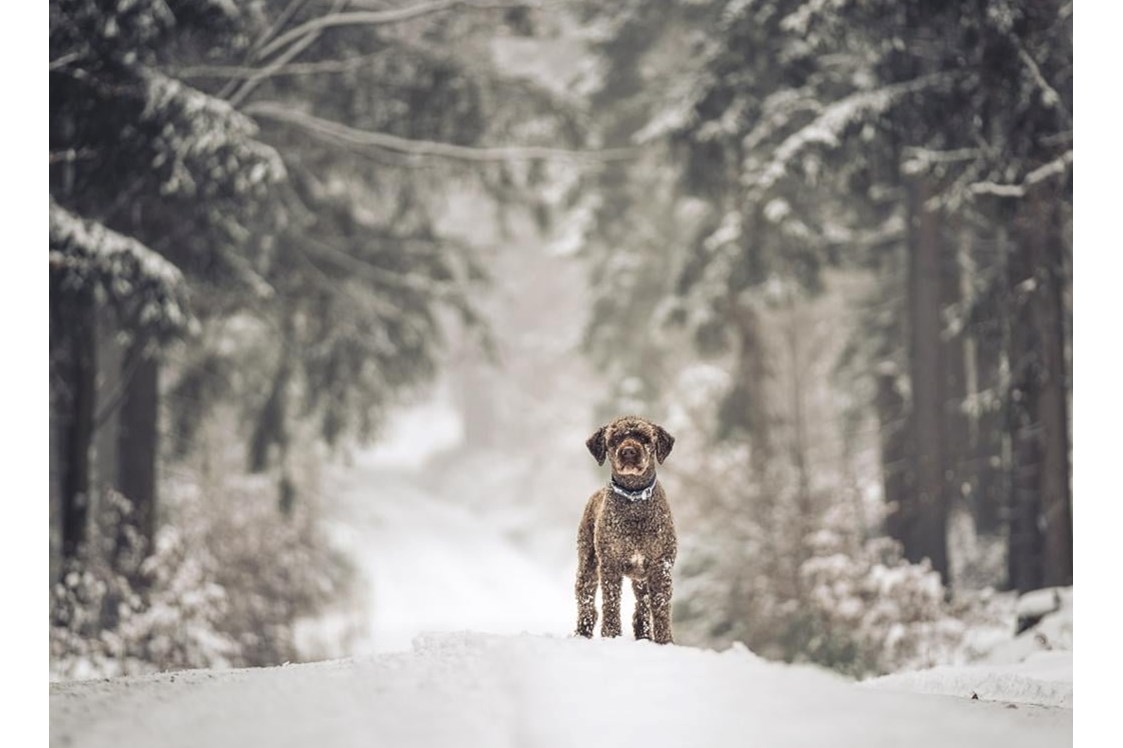 Chalet: Gasthund Alfredo im winterlichen Fichtelgebirge - Das MUSSEA Landhaus Chalet & Scheunenloft