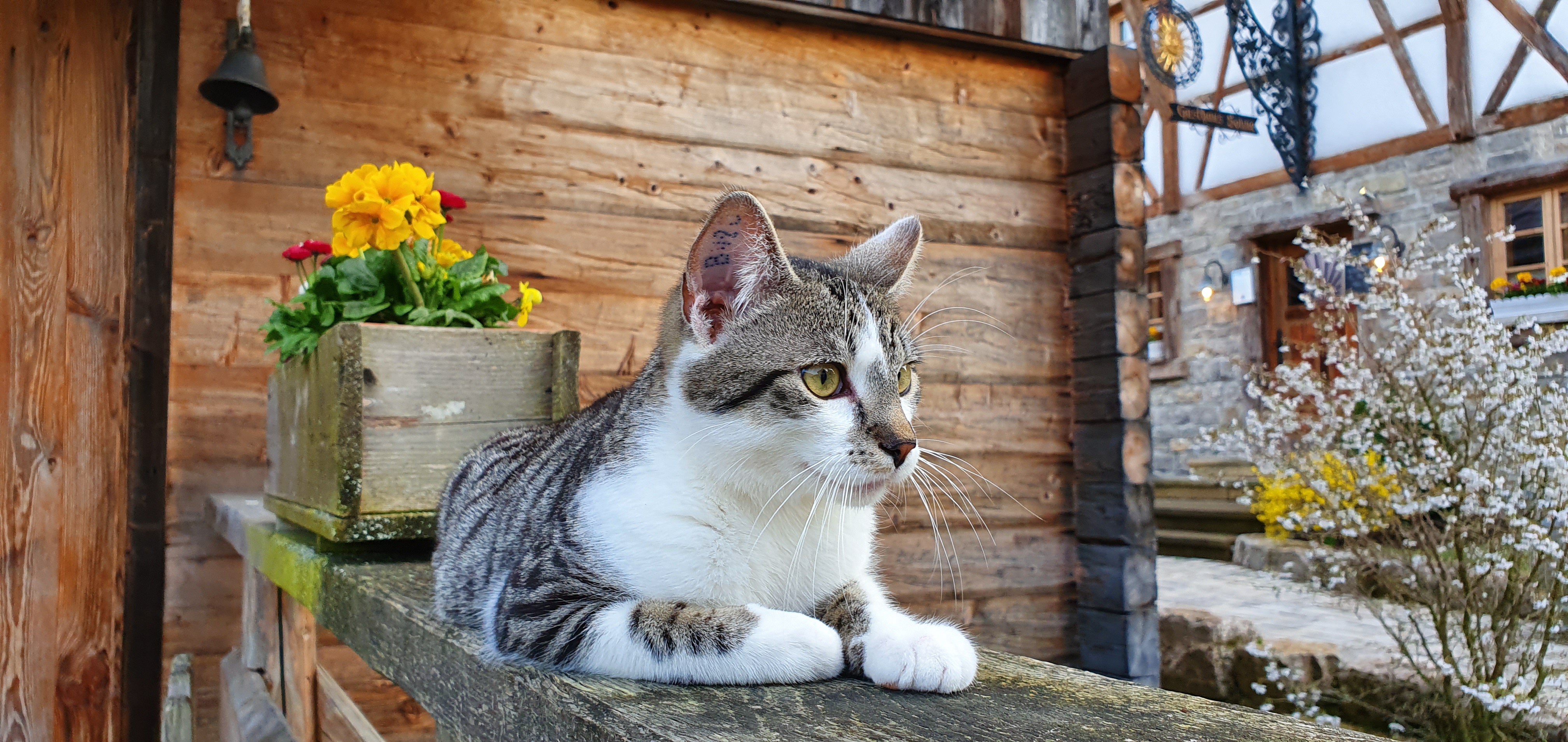 Chalet: Dörfle-Tiere - sDörfle  - Außen