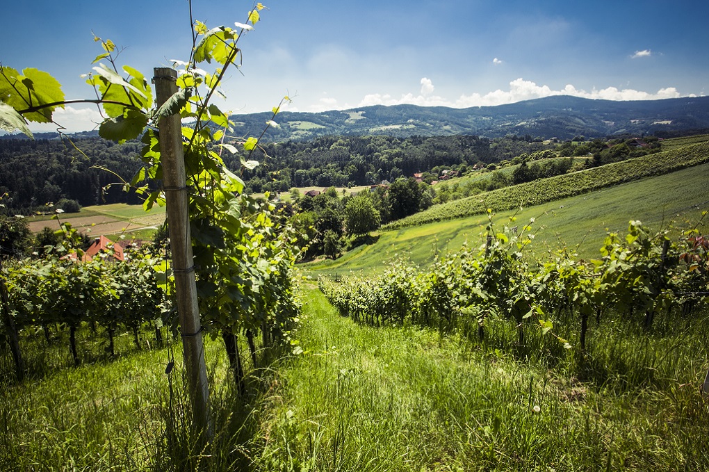 Chalet: Weingärten  - Am Wildbachberg - Umgebung