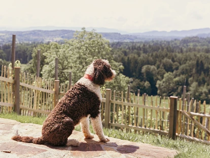 Hüttendorf - St. Oswald (Eberstein) - Chalet Sepp mit eingezäuntem Garten - ideal für den Urlaub mit Hund - Am Wildbachberg