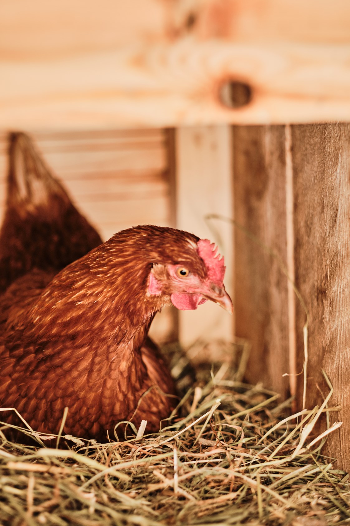 Chalet: Almdorf Hühner - den Sommer dürfen unsere Hühner auf der Alm verbringen. Die frischen Eier kann man sich beim Frühstück schmecken lassen. - Almdorf Omlach, Fanningberg