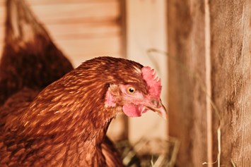 Chalet: Almdorf Hühner - den Sommer dürfen unsere Hühner auf der Alm verbringen. Die frischen Eier kann man sich beim Frühstück schmecken lassen. - Almdorf Omlach, Fanningberg