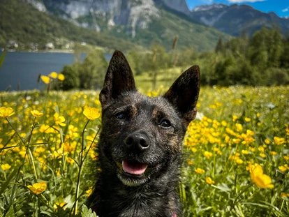 Hüttendorf - Chaletgröße: 8 - 10 Personen - Hundewiese im Narzissendorf Zloam - Narzissendorf Zloam - Grundlsee
