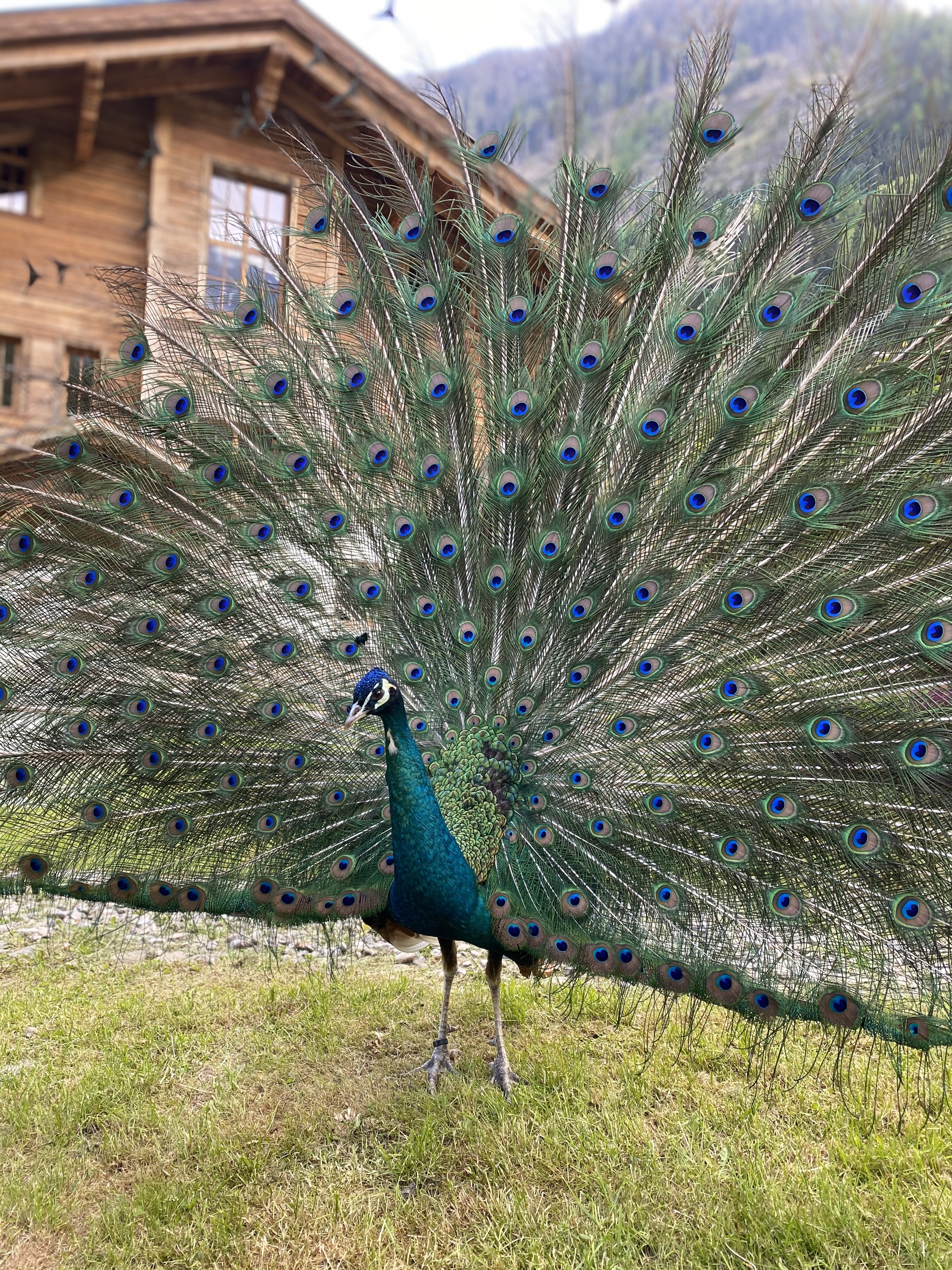 Chalet: Pfau im Garten des Grand Chalet - Chalets Eggerfeld - Außen