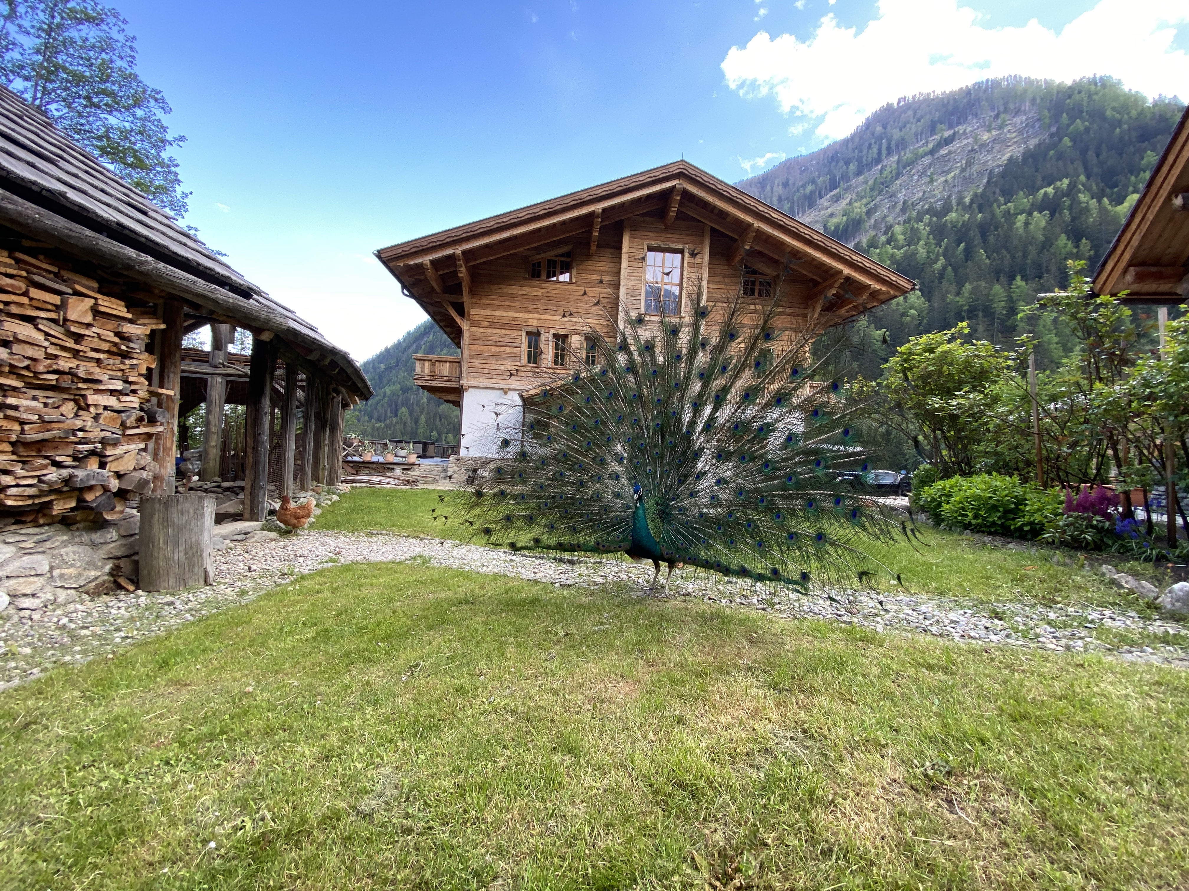 Chalet: Pfau im Garten des Grand Chalet - Chalets Eggerfeld - Außen