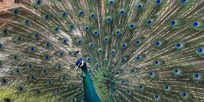 Hüttendorf - Weng (Goldegg) - Pfau im Garten des Grand Chalet - Hideaway Eggerfeld