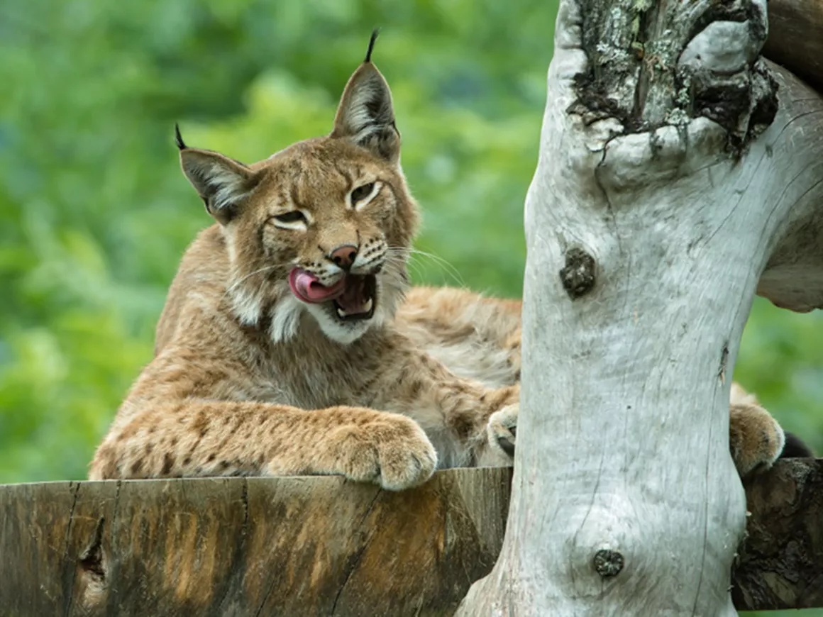 Chalets Eggerfeld Ausflugsziele Wildpark Assling